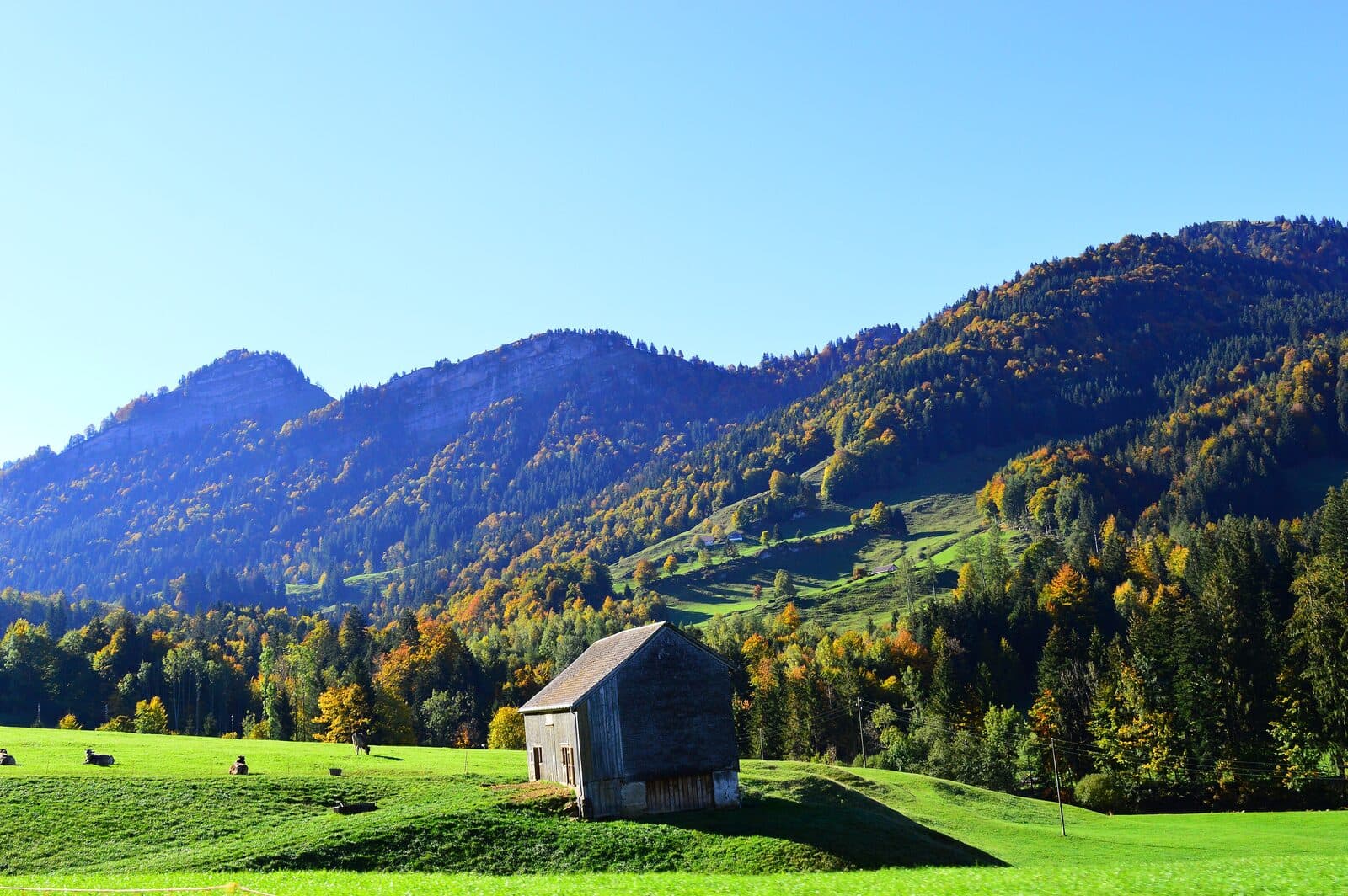Collines verdoyantes et vallonnées au pied du Säntis