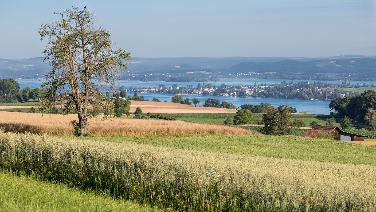 Fields above Triboltingen with the Untersee of Lake Constance behind
