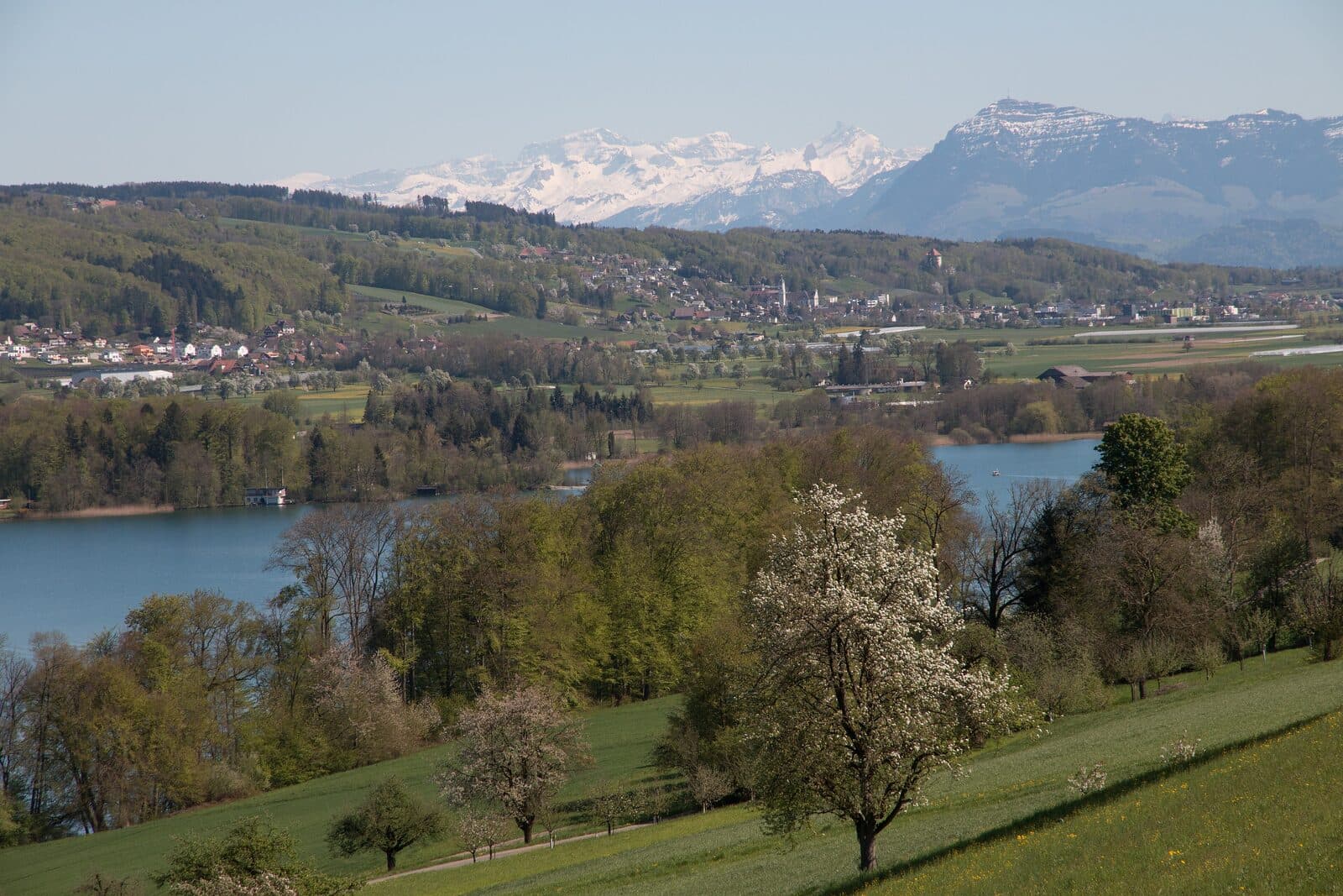 Lake Hallwil in spring, seen from Beinwil am See, with the Alps on the horizon