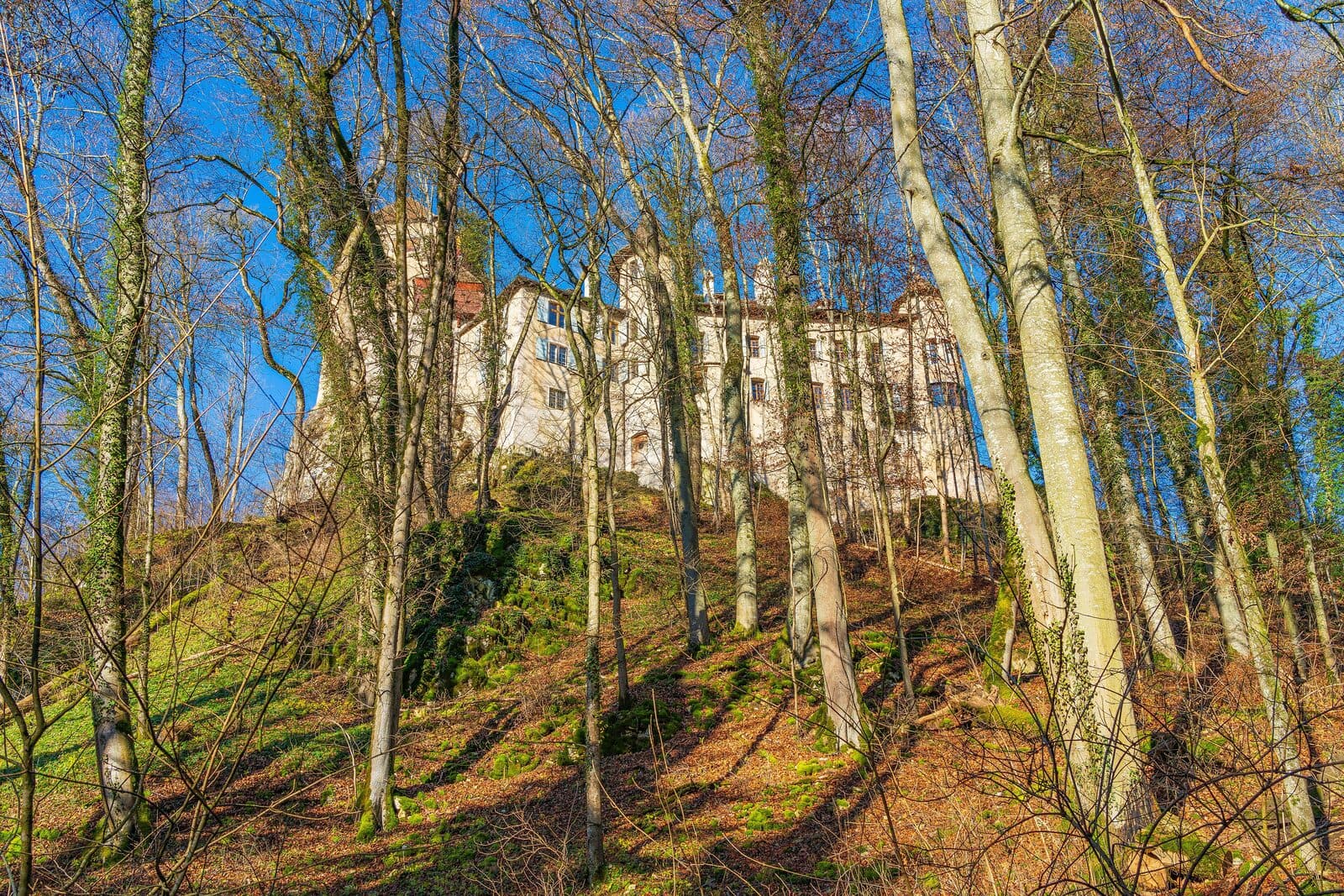 Colline pedemontane del Giura con frutteti di ciliegi e castelli sulle alture
